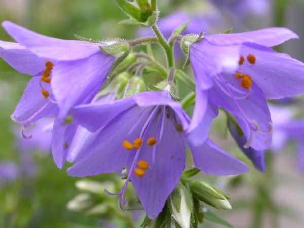 青色や青紫色に染まる春の花 その１ 癒し憩い画像データベース テーマ別おすすめ画像