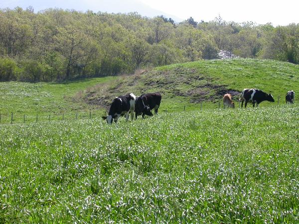 草をはむ乳牛/癒し憩い画像データベース