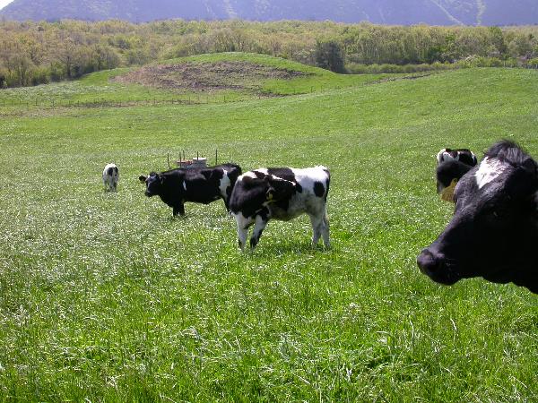 広い牧場でのんびり過ごす牛たち/癒し憩い画像データベース