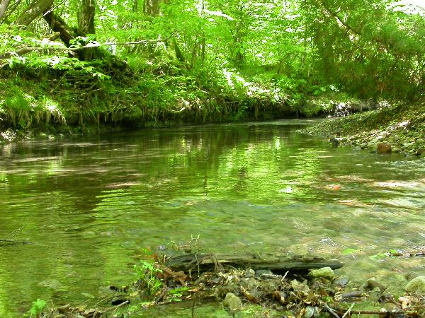 原生林の新緑と渓流に映る緑の景色 癒し憩い画像データベース