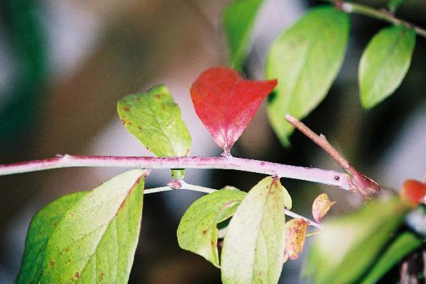 ブルーベリーの紅葉の始まり/癒し憩い画像データベース