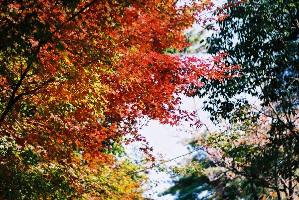晩秋の彩る木々/癒し憩い画像データベース