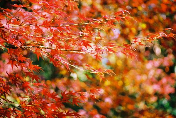 秋の風情/癒し憩い画像データベース