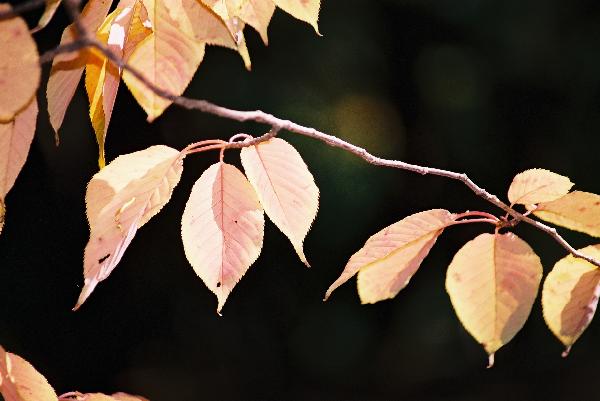晩秋の柔らかい陽をあびる桜の紅葉/癒し憩い画像データベース