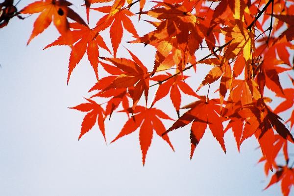 晩秋の澄んだ青空に一層映えるモミジの紅葉/癒し憩い画像データベース