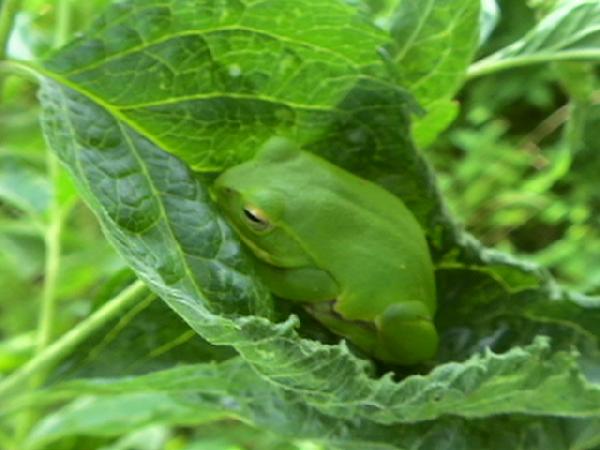 緑の葉っぱの上でまどろむカエル 癒し憩い画像データベース