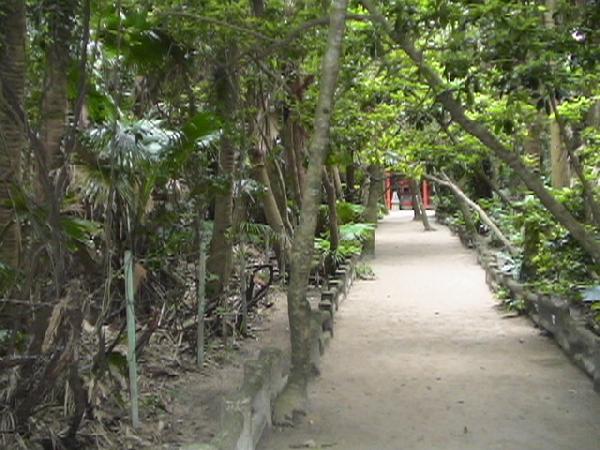 神社横の亜熱帯植物の森