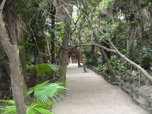 神社横のビロウ樹の森