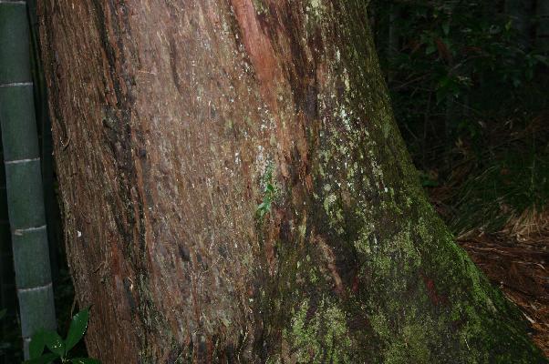 ヒノキの木肌/癒し憩い画像データベース