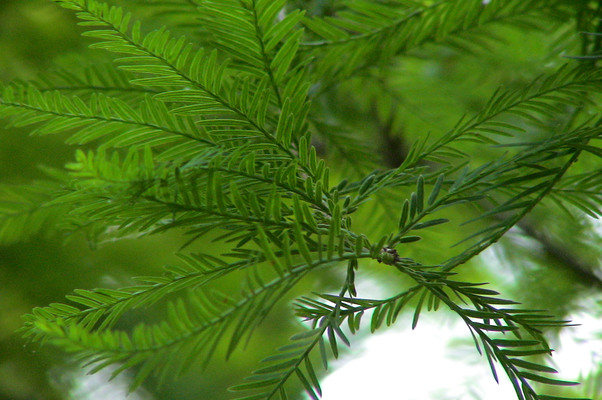 ラクウショウ「初夏の緑葉」/癒し憩い画像データベース