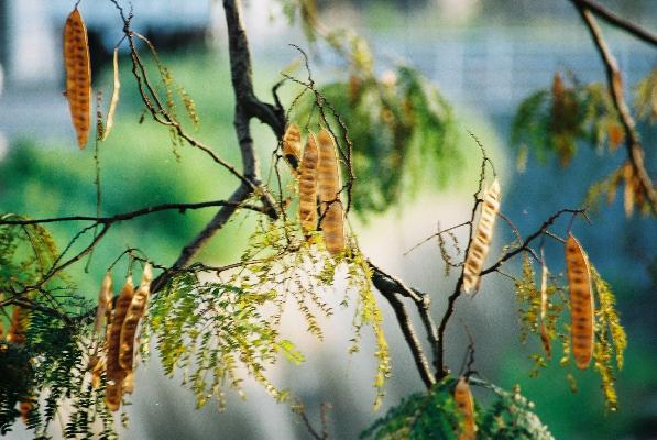 晩秋のネムノキ（合歓の木）「莢・実と種子」/癒し憩い画像データベース