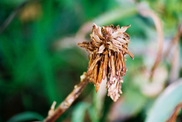 キダチアロエの枯れた花 癒し憩い画像データベース
