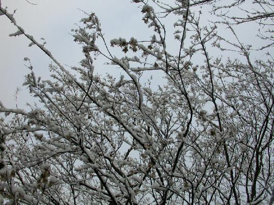 春待つ木々に積もる雪/癒し憩い画像データベース