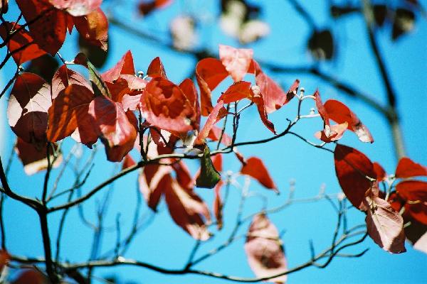 秋の朝日を受けて照る花水木の紅葉