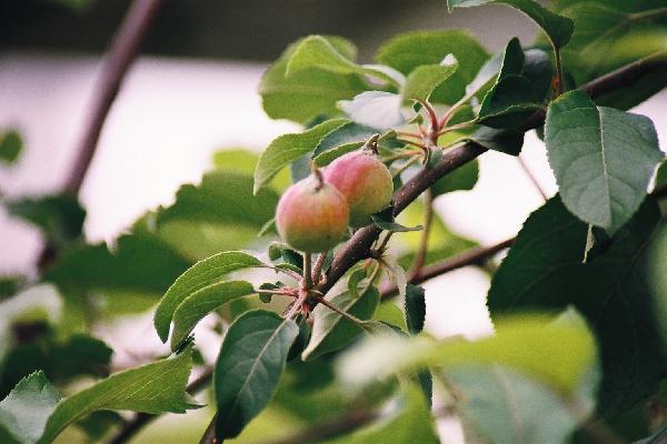 ヒメリンゴ/癒し憩い画像データベース