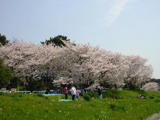 二子玉川の桜/癒し憩い画像データベース