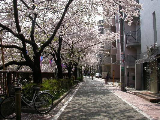 桜の並木道/癒し憩い画像データベース