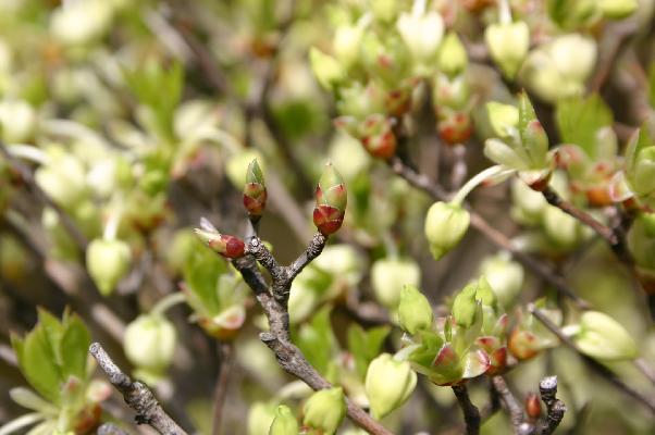 ドウダンツツジの芽や蕾 癒し憩い画像データベース
