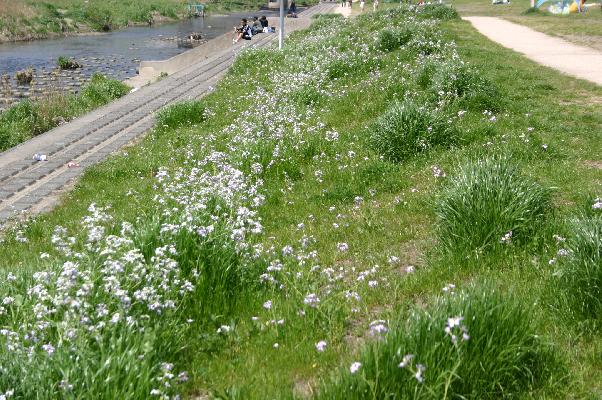 春の多摩川の土手に咲く野草たち 癒し憩い画像データベース