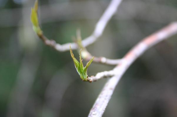キブシの芽吹きと若葉/癒し憩い画像データベース