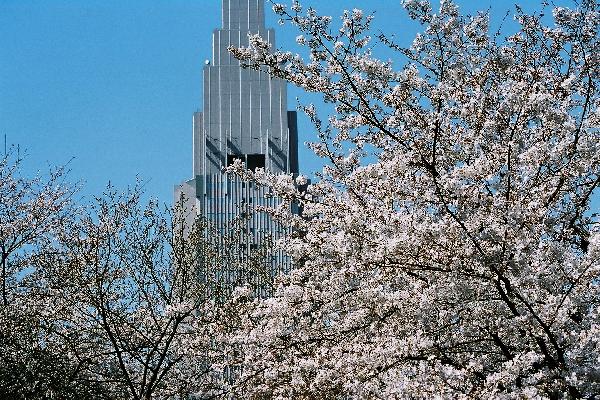 満開の桜の向こうに見えるドコモタワー/癒し憩い画像データベース