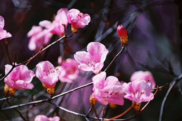 ピンク色に染まる３月の「木の花」/癒し憩い画像データベース/テーマ別