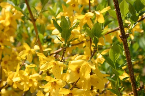 春に咲いた黄色の木花 癒し憩い画像データベース テーマ別おすすめ画像