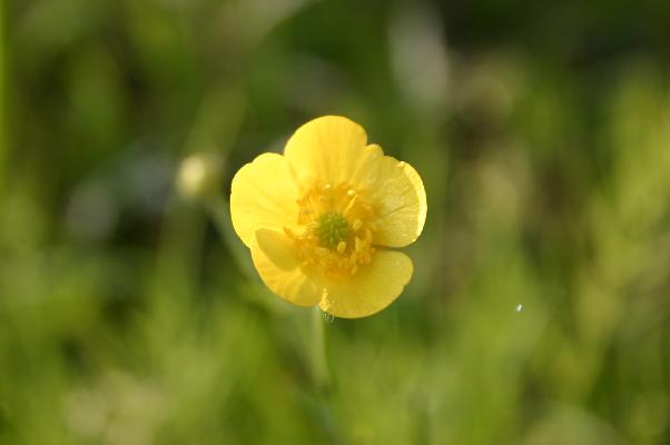 春に咲いた黄色の草花 その１ 癒し憩い画像データベース テーマ別おすすめ画像