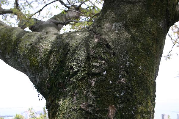 エノキの木肌/癒し憩い画像データベース