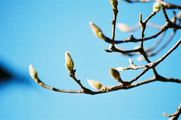 冬の青空に映える、蕾をつけ始めたコブシ/癒し憩い画像データベース