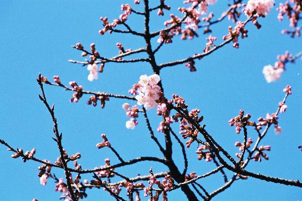 冬の青空の下、開花し始めた寒桜/癒し憩い画像データベース
