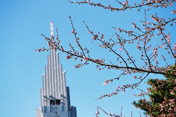 咲き始めた寒桜と高層ビル/癒し憩い画像データベース