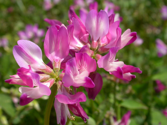 ピンクや紫色に染まる春の花 草の花ーその２ 癒し憩い画像データベース テーマ別おすすめ画像