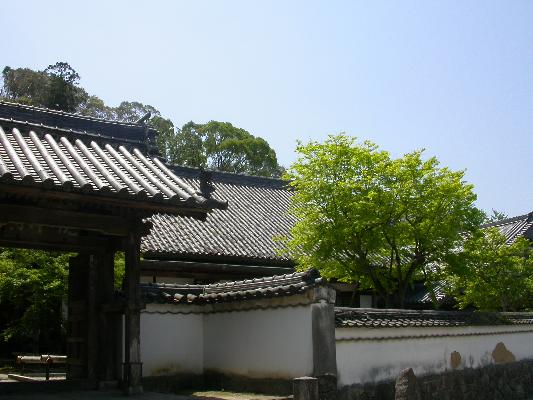 春の青空と光明禅寺
