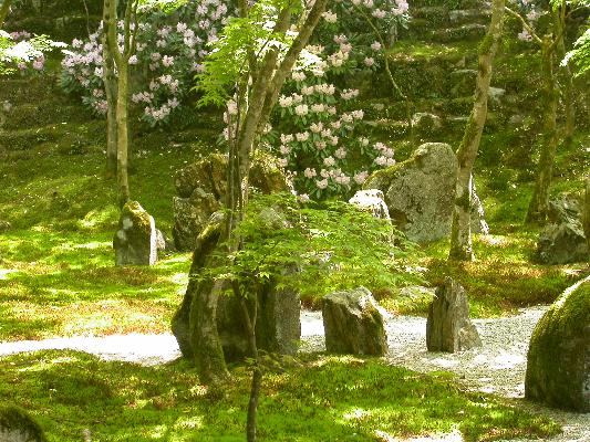 日本庭園とシャクナゲ
