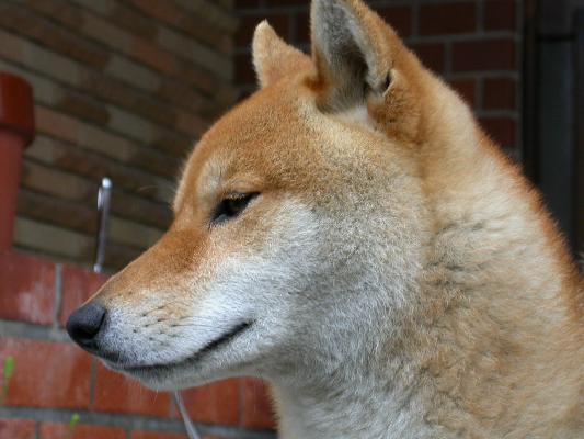 柴犬の横顔 癒し憩い画像データベース