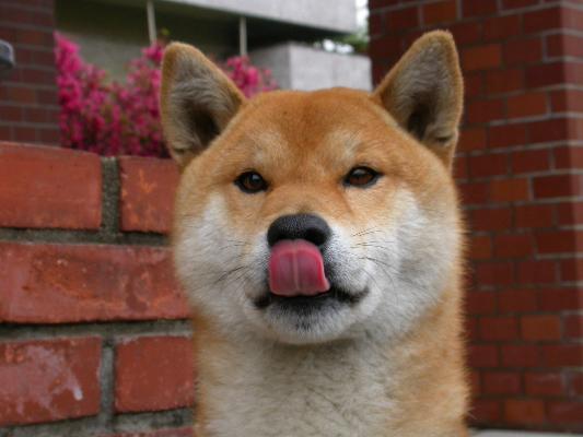 舌を出す犬 癒し憩い画像データベース
