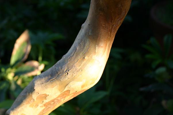 朝日に照らされるサルスベリの木
