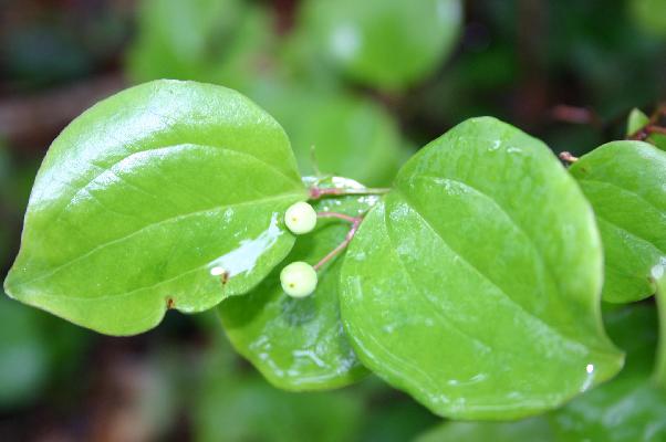 春雨に濡れるサルトリイバラの若葉と、まだ小さな実