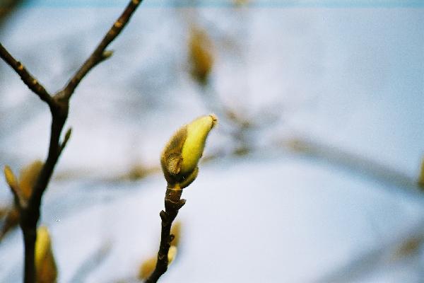 冬芽からつぼみをのぞかせる白木蓮 癒し憩い画像データベース