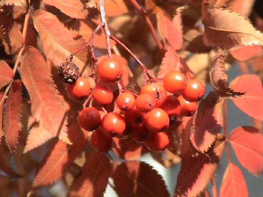ナナカマドの真っ赤な実と葉/癒し憩い画像データベース