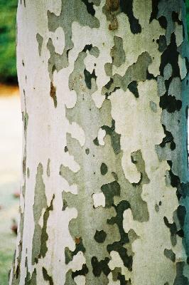 スズカケノキの木肌/癒し憩い画像データベース