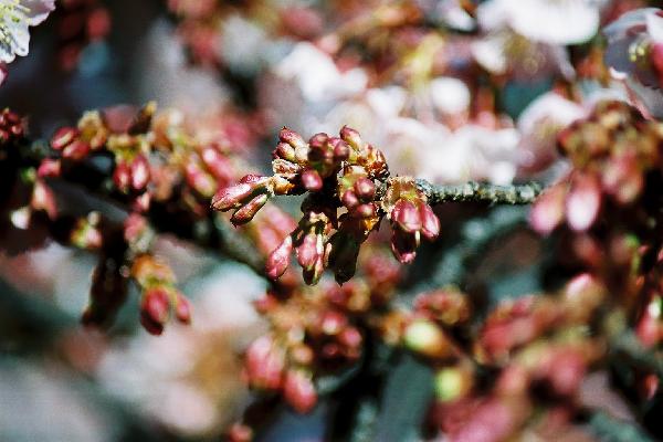 蕾の寒桜/癒し憩い画像データベース
