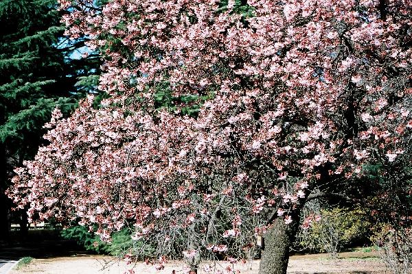 寒桜/癒し憩い画像データベース