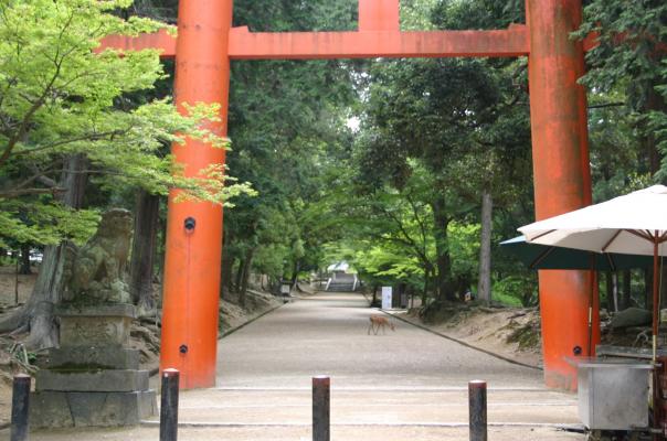 奈良、手向山八幡宮の鳥居と参道、渡る鹿/癒し憩い画像データベース