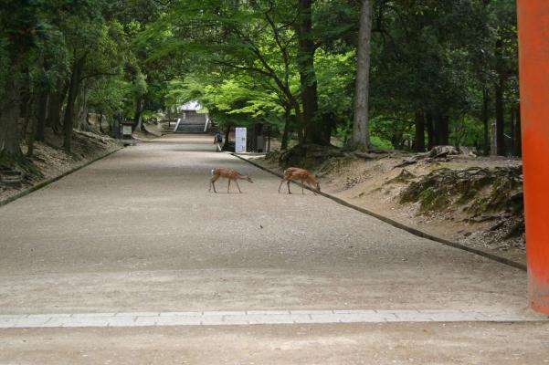 奈良、手向山八幡宮の参道を渡る鹿/癒し憩い画像データベース