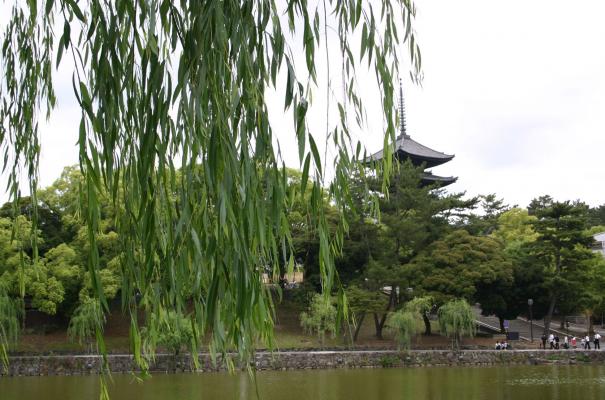 猿沢池と柳越しに見る興福寺の五重塔