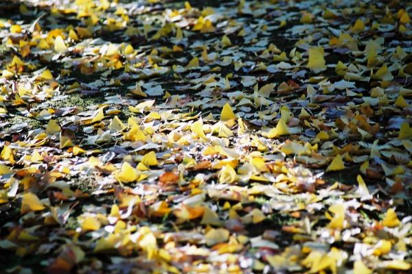 晩秋の朝日が照らす、銀杏の積もった落ち葉
