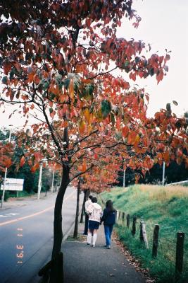 秋の紅葉が目立つ ハナミズキの並木 癒し憩い画像データベース