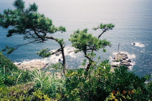 海岸の丘に生える松と夏の海 癒し憩い画像データベース